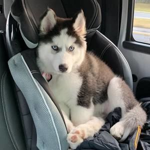 Meet your Posher, Tyler n